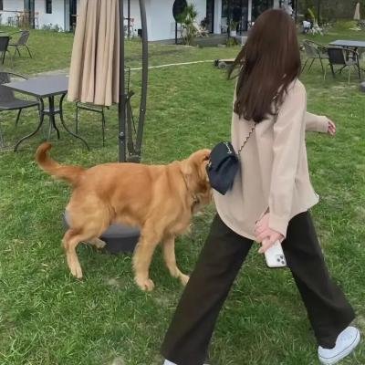 红色翅膀:火烈鸟故事